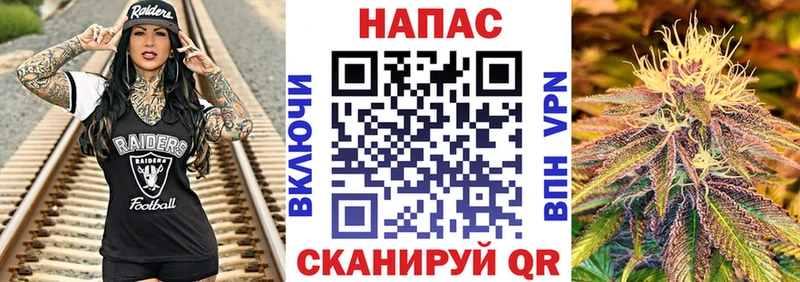 Конопля гибрид  Сергач 